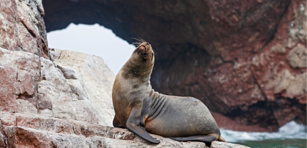 visita a las focas de la isla de paracas en peru